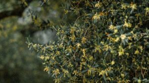 Floraison des oliviers