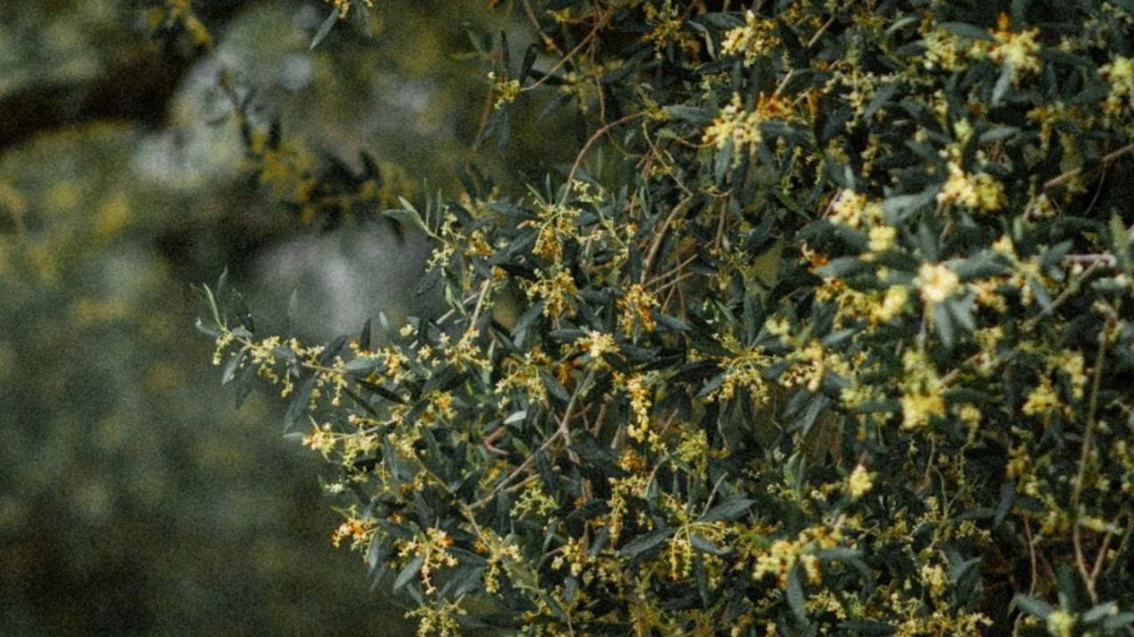 Floraison des oliviers