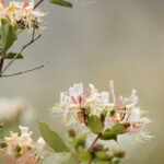 Inconvénients du chèvrefeuille