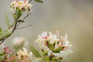 Inconvénients du chèvrefeuille