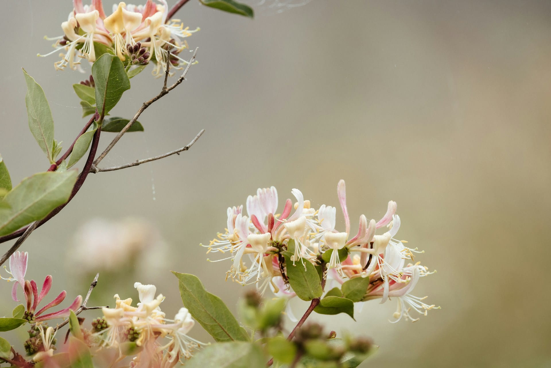 Inconvénients du chèvrefeuille