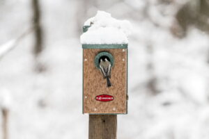 Nid de mésange abandonné