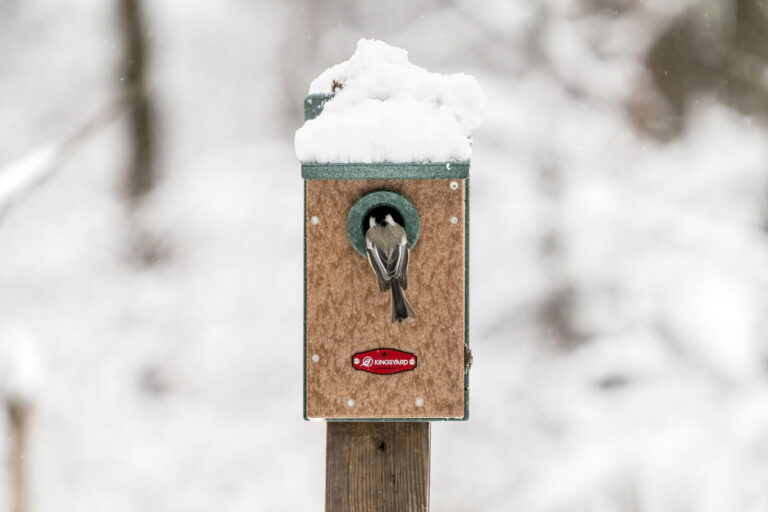Nid de mésange abandonné