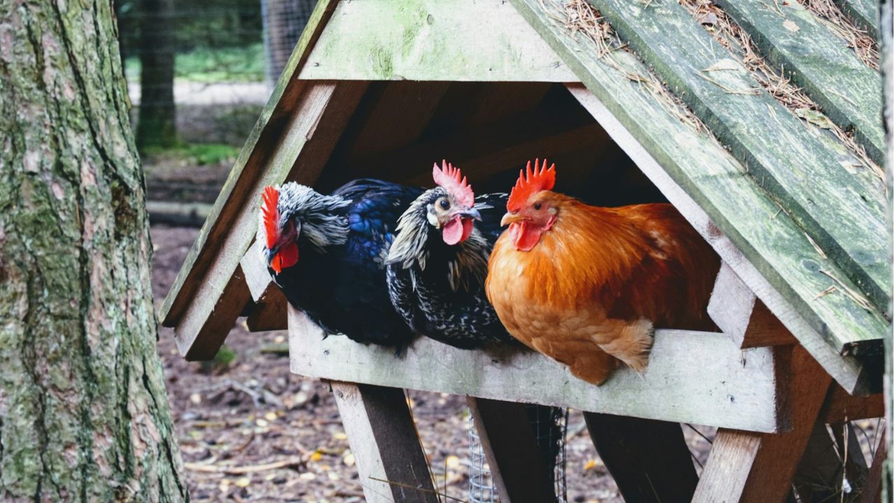 Perchoir pour poules