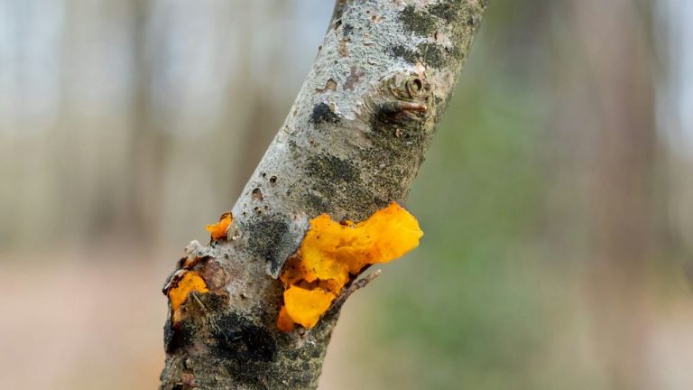Champignon orange sur du bois mort
