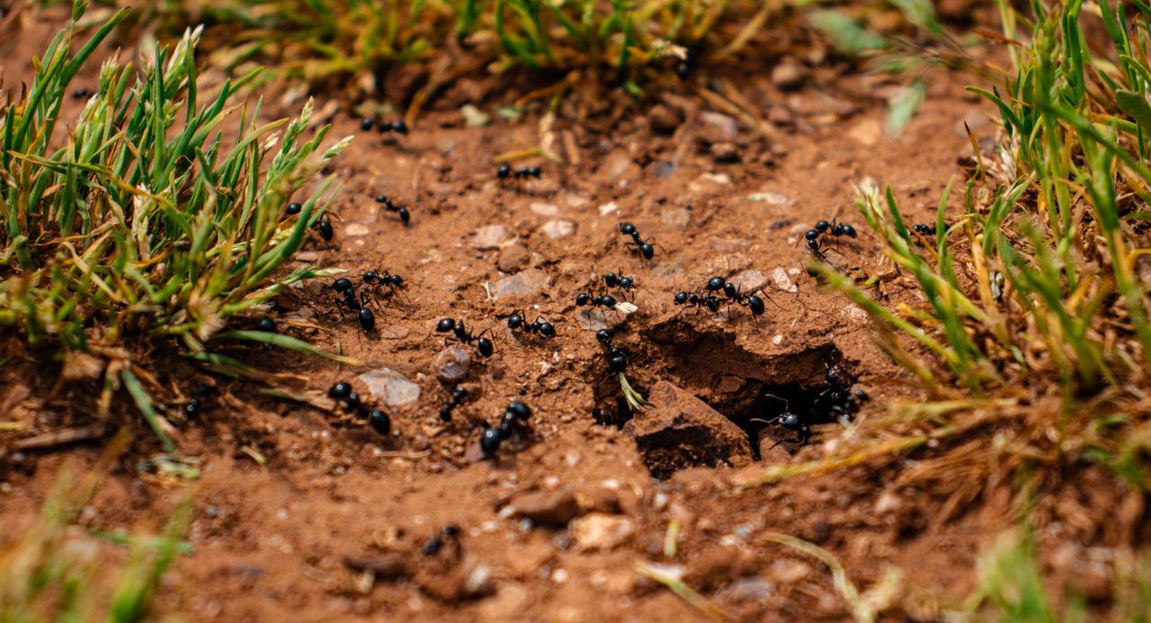 Trou dans le jardin sans monticule de terre